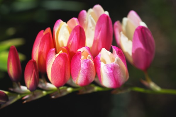 Ixia Flower Side Profile  by Joy Watson